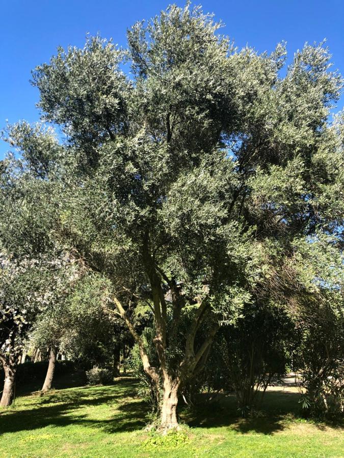 Le Nid Des Corbieres Bed & Breakfast Bizanet Luaran gambar